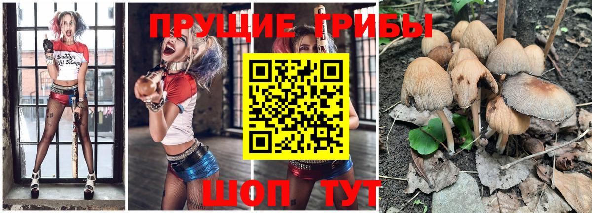 Галлюциногенные грибы прущие грибы Мурманск